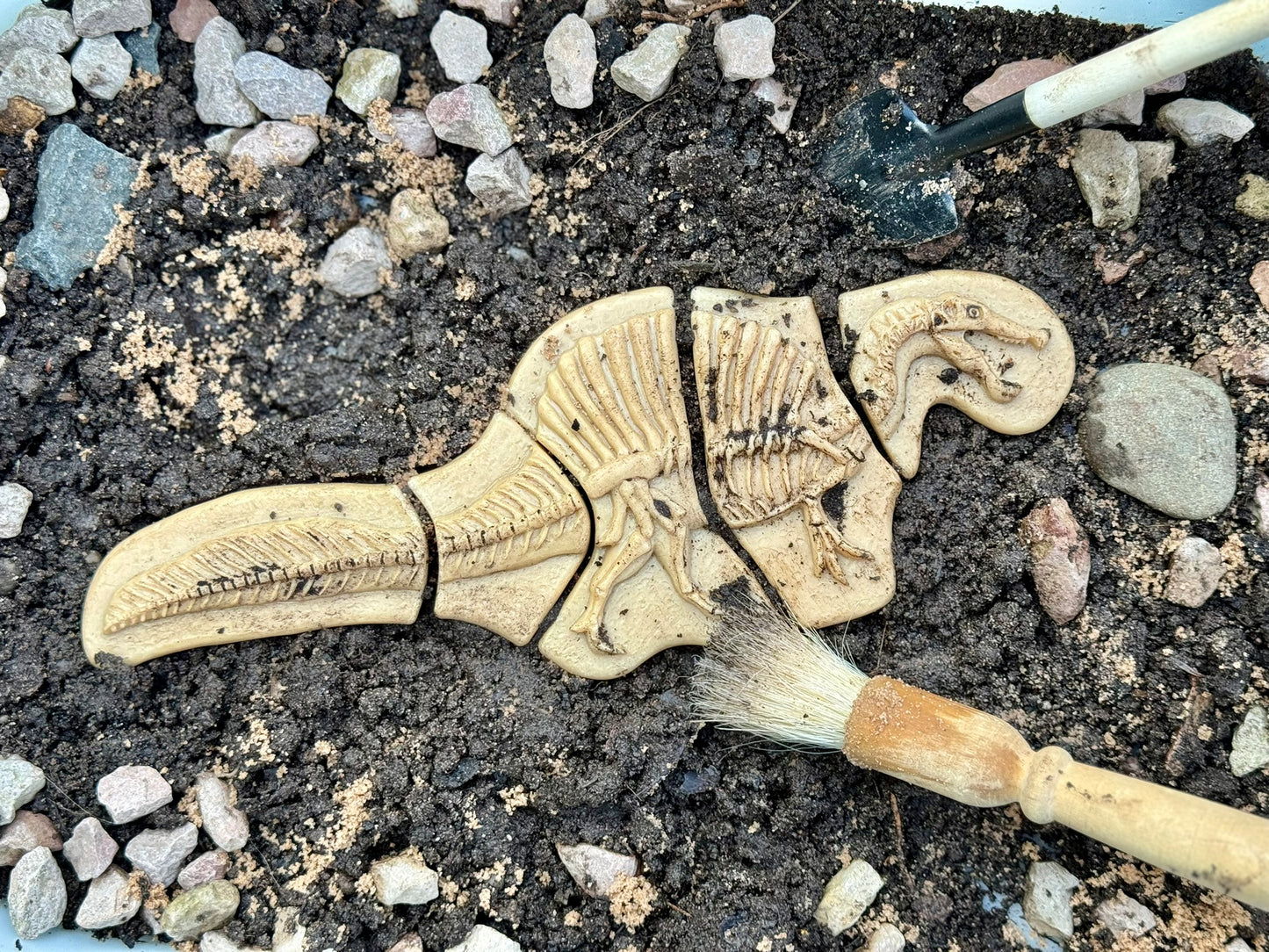 Dig and Discover – Dinosaur