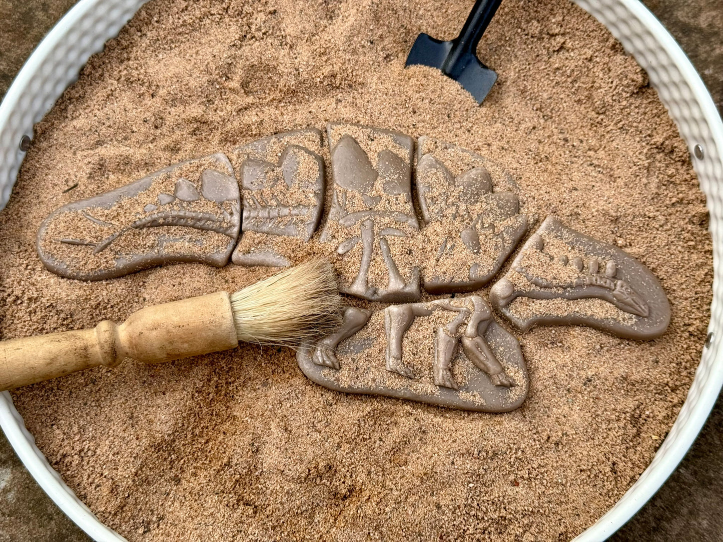 Dig and Discover – Dinosaur