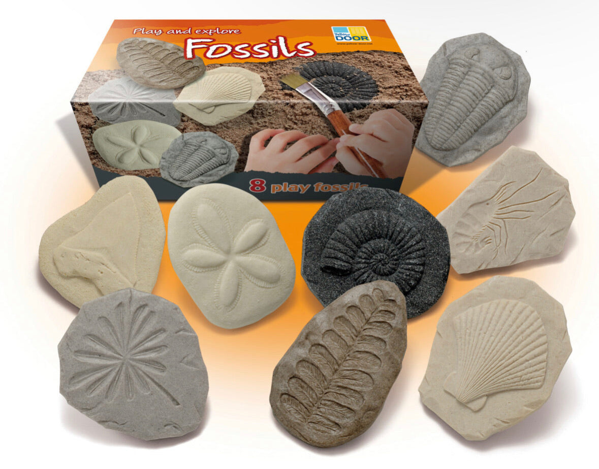 Let’s Investigate – Fossils