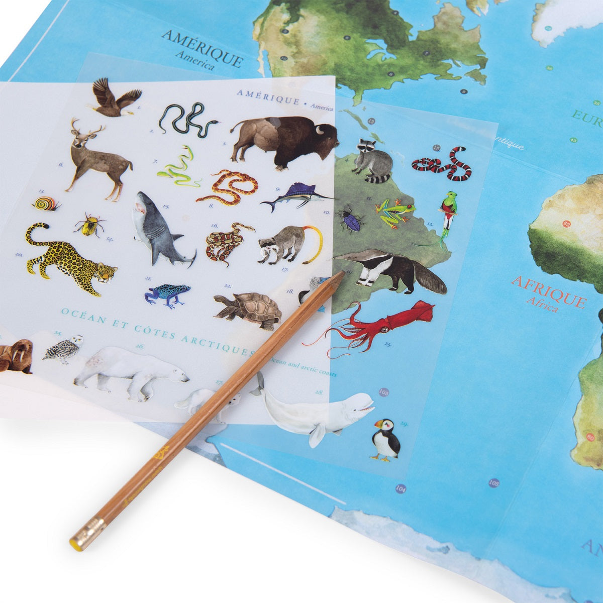 Tout Autour Du Monde - World Map With Transfers